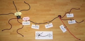 comformer bildet Struktur eines Neurons nach